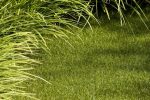 DenaGrass Choice Artificial Grass 28mm 4 x 1mtr - Image 2